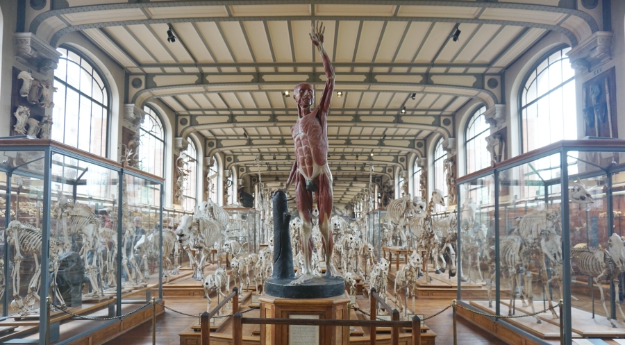 【巴黎景點】巴黎國立自然史博物館-古生物學與比較解剖學館