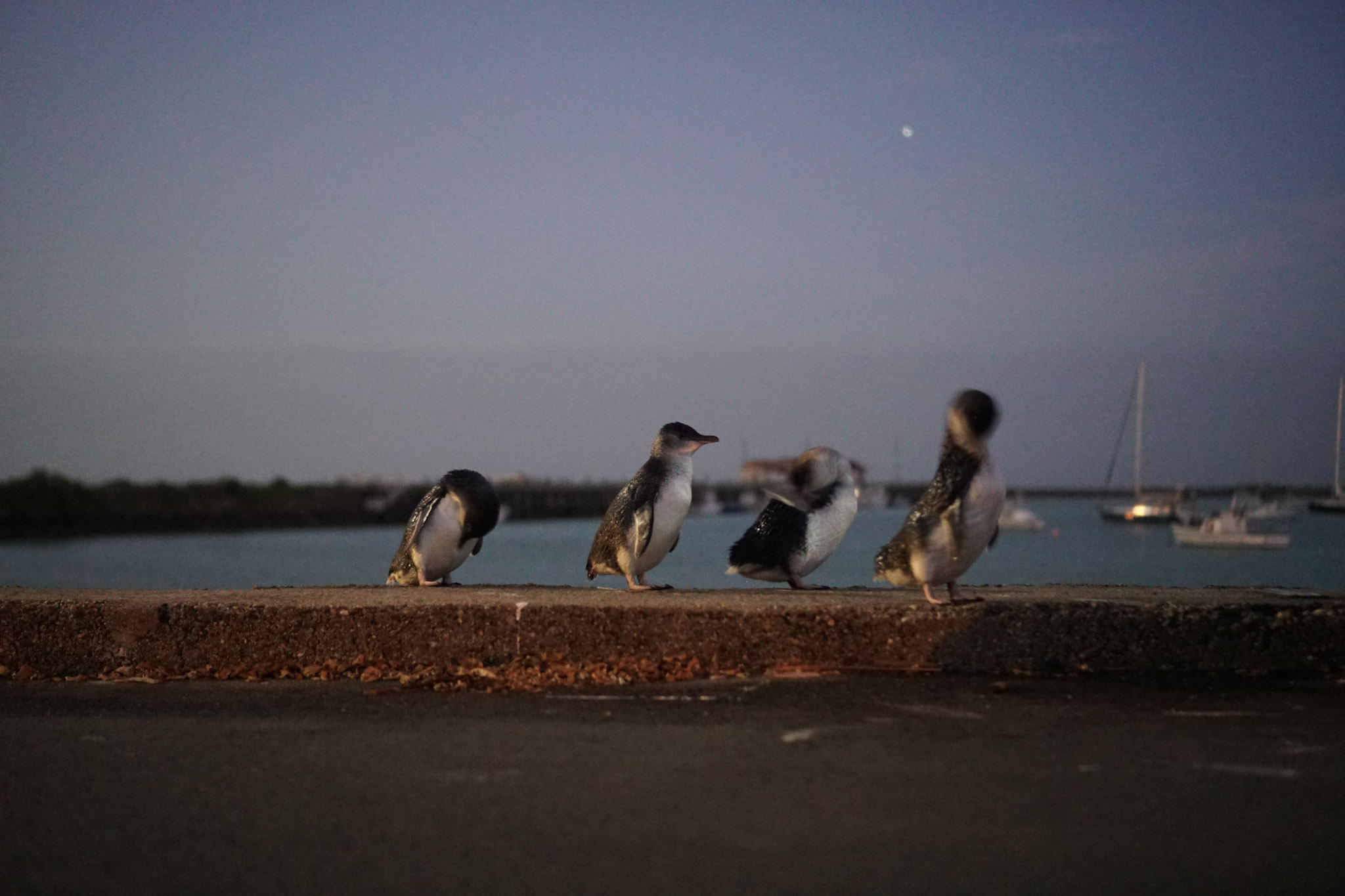 【紐西蘭奧瑪魯Oamaru自由行】景點、博物館、小藍企鵝出沒時間地點